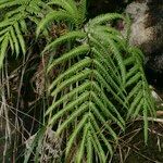 Pteris incompleta Blad