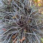 Ophiopogon planiscapus Blatt