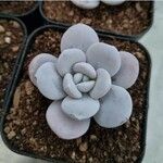 Echeveria laui ഇല