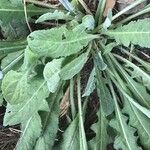 Centaurea seridis Leaf