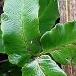 Dryopteris sieboldii Leaf