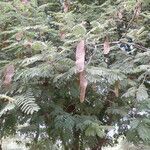 Albizia amara Traoù all