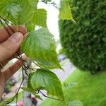 Betula populifolia পাতা