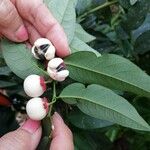 Sauropus androgynus Fruit