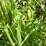 Trifolium angustifolium Листок