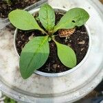 Spinacia oleracea Φύλλο
