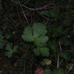 Sanicula crassicaulis Plante entière