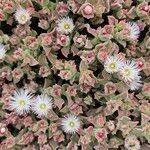 Mesembryanthemum crystallinumफूल