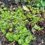 Saxifraga rosaceaFrunză