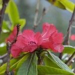 Rhododendron barbatum Flor