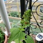 Salvia roemeriana Folla