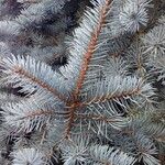 Picea pungens Blatt