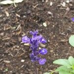 Salvia farinacea Fiore