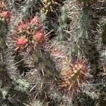 Cylindropuntia acanthocarpa List