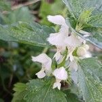 Lamium album Blüte