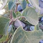 Datura metel Ліст