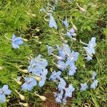 Delphinium leroyi Flower