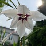 Gladiolus murielae Blüte