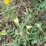 Crepis bursifolia Hàbitat