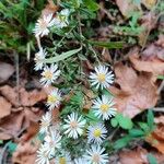 Symphyotrichum lanceolatumFloro