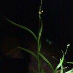 Polystachya seticaulis Hábito