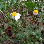 Anthemis tomentosa Листок