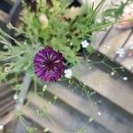 Scabiosa atropurpureaКвітка