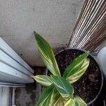 Alpinia zerumbet Лист