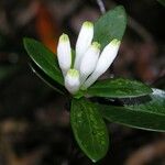 Psychotria pseudomicrodaphne Floare