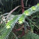 Araucaria laubenfelsii आदत