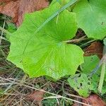 Tussilago farfaraFolha