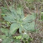 Echium italicum Leaf