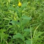 Silphium integrifolium পাতা