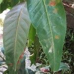 Coccoloba swartzii 葉
