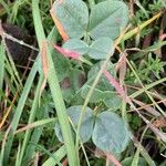 Vicia narbonensis Frunză