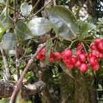 Syzygium coccineum Flower