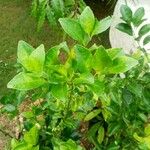 Citrus hystrix Blad