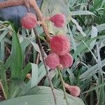 Guarea macrophylla Fruit