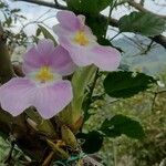 Miltoniopsis vexillaria Flower