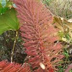 Gunnera insignis Flower