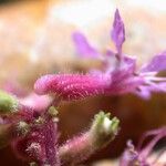 Cuphea epilobiifolia Цвят
