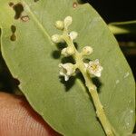 Laguncularia racemosa Fruchs