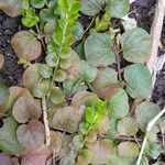 Lysimachia nummularia Habit