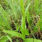 Habenaria humilior Leaf