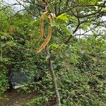 Handroanthus chrysotrichus Φρούτο