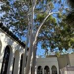 Corymbia citriodora Habit