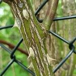 Rosa multiflora Bark