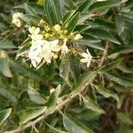 Volkameria heterophylla Fleur