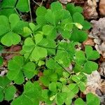 Oxalis stricta Leaf