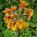 Primula bulleyana Flower